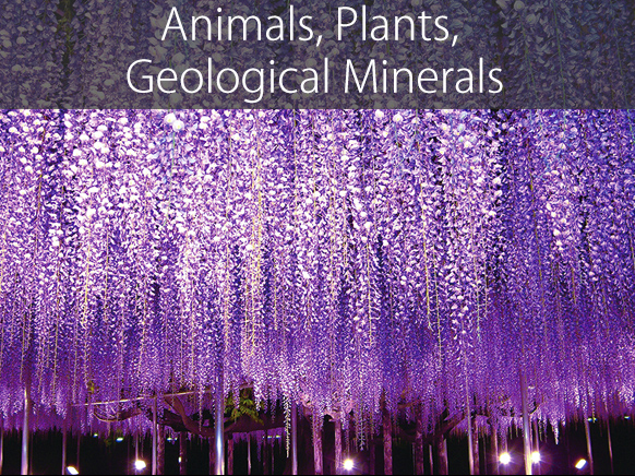 Animals, Plants, Geological Minerals