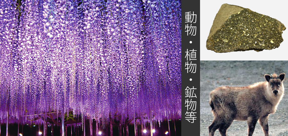 動物・植物・鉱物等