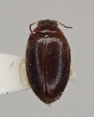 アンゴラ産 オオタマゾウムシ 21mm Webギャラリー詳細 | とちぎ