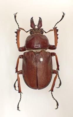 県内文化資源詳細 | とちぎデジタルミュージアム